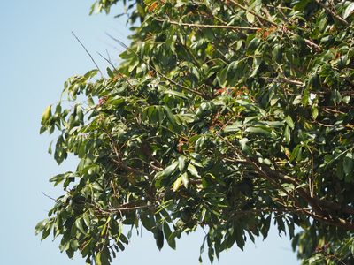 Dimocarpus longan, photographed by 葉子
