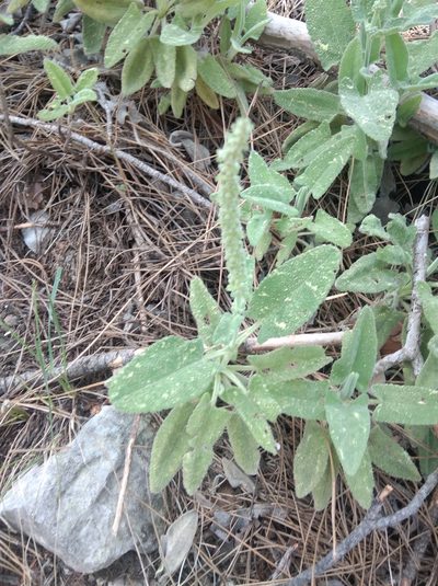 Salvia dorystaechas, photographed by Ben Costamagna