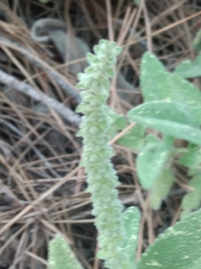Salvia dorystaechas, photographed by Ben Costamagna
