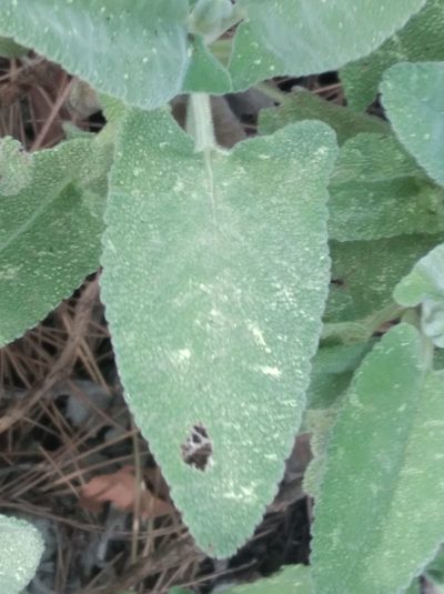 Salvia dorystaechas, photographed by Ben Costamagna