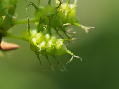 Morus indica, photographed by 葉子