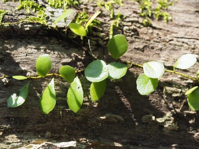 Lepisorus microphyllus, photographed by 葉子