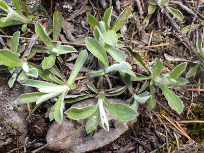 Antennaria howellii, photographed by Shane Johnson