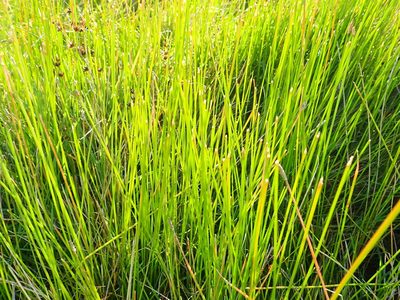Eleocharis acuta, photographed by Arnim Littek