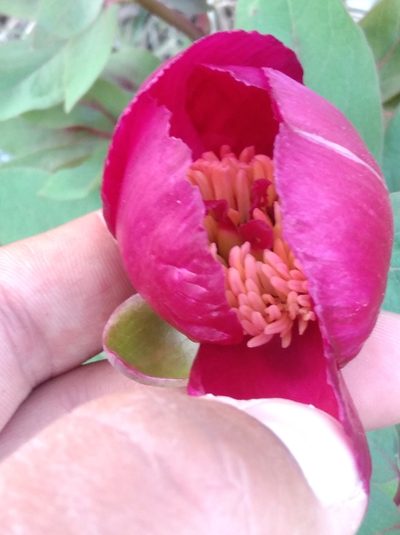 Paeonia kesrouanensis, photographed by Ben Costamagna