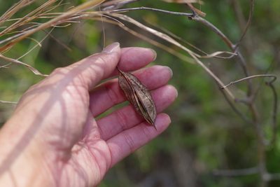 Sesbania vesicaria, photographed by Michelle W. （鍾偉瑋）