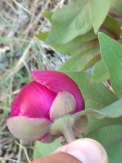 Paeonia kesrouanensis, photographed by Ben Costamagna