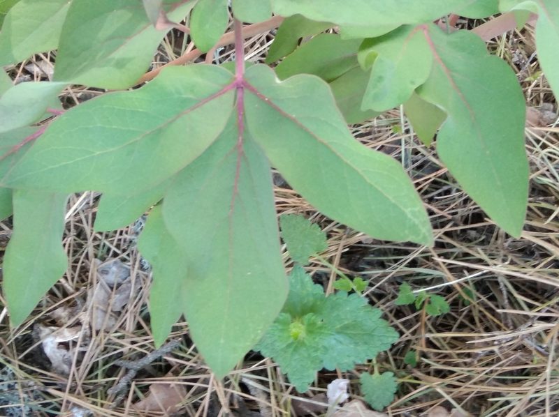 Paeonia kesrouanensis, photographed by Ben Costamagna