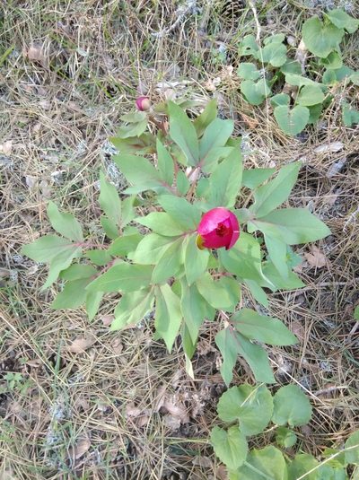 Paeonia kesrouanensis, photographed by Ben Costamagna