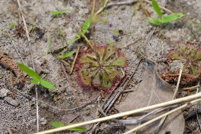 Drosera brevifolia, photographed by Michelle W. （鍾偉瑋）