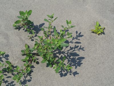 Chenopodium acuminatum, photographed by 葉子