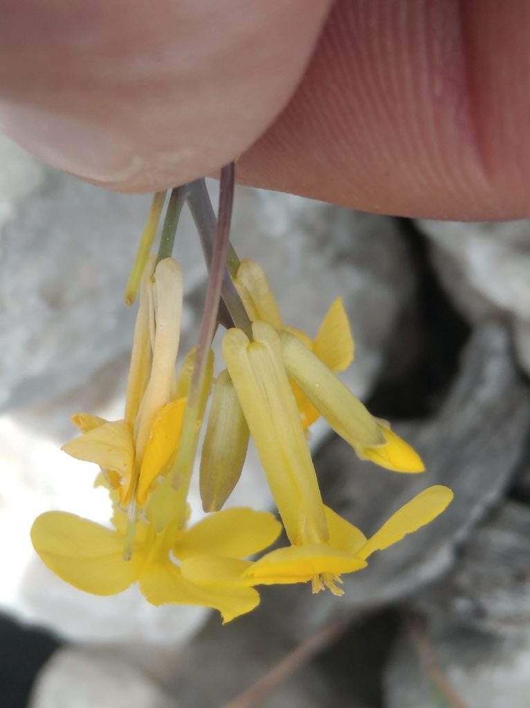 Conringia grandiflora, photographed by Ben Costamagna