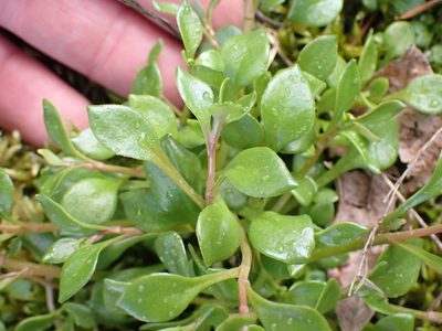 Montia parvifolia, photographed by Shane Johnson