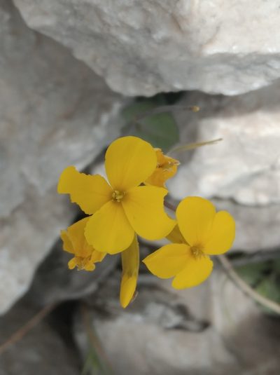 Conringia grandiflora, photographed by Ben Costamagna