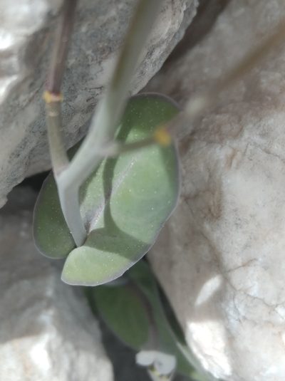 Conringia grandiflora, photographed by Ben Costamagna