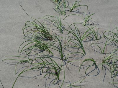 Spinifex littoreus, photographed by 葉子