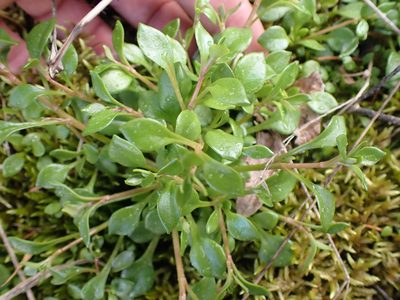 Montia parvifolia, photographed by Shane Johnson