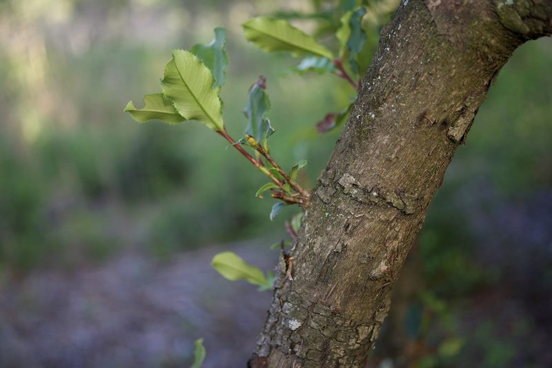 Photinia serratifolia, photographed by Michelle W. （鍾偉瑋）
