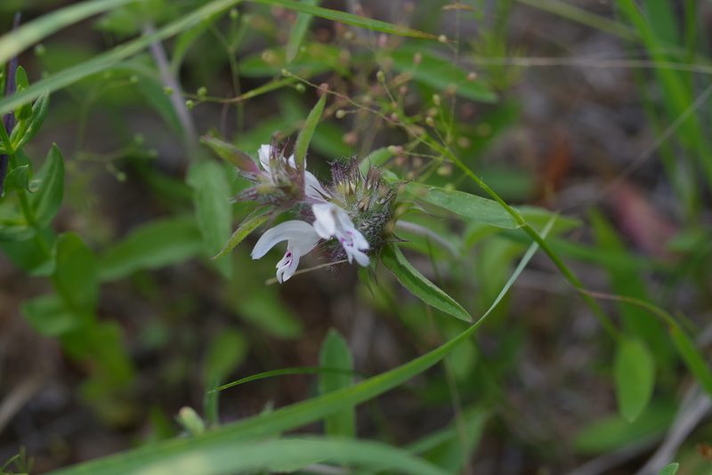 Monarda clinopodioides, photographed by Michelle W. （鍾偉瑋）