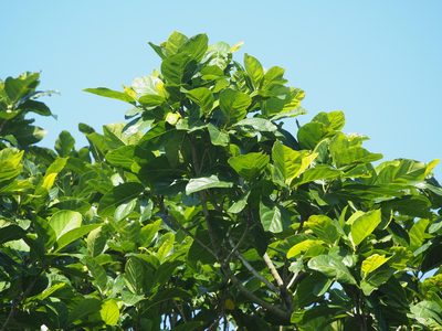 Ficus septica, photographed by 葉子