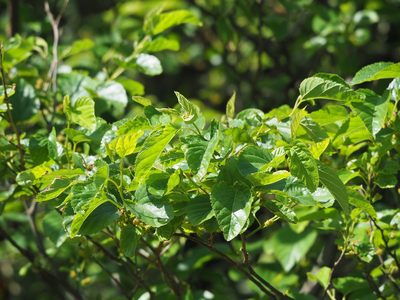 Morus indica, photographed by 葉子