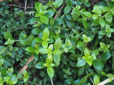 Psychotria serpens, photographed by 葉子