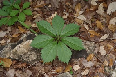 Parthenocissus heptaphylla, photographed by Michelle W. （鍾偉瑋）