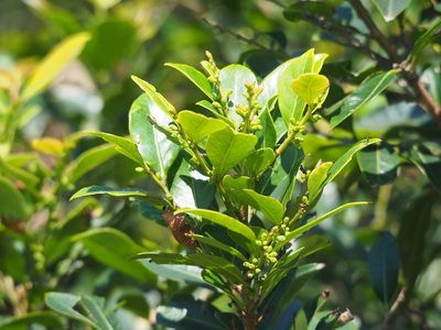 Glochidion rubrum, photographed by 葉子