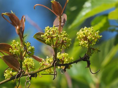 Smilax china, photographed by 葉子