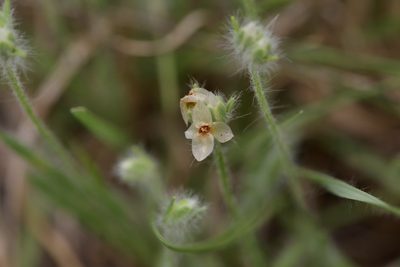 Plantago helleri, photographed by Michelle W. （鍾偉瑋）