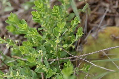Phyllanthus polygonoides, photographed by Michelle W. （鍾偉瑋）