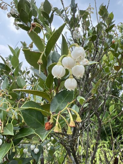 Vaccinium wrightii, photographed by teresa lo