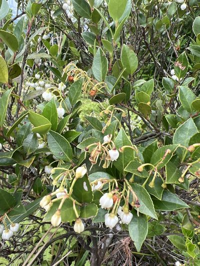 Vaccinium wrightii, photographed by teresa lo