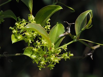 Smilax china, photographed by 葉子