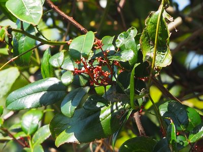 Zanthoxylum nitidum, photographed by 葉子