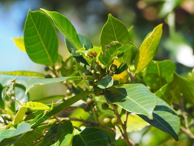 Ficus virgata, photographed by 葉子