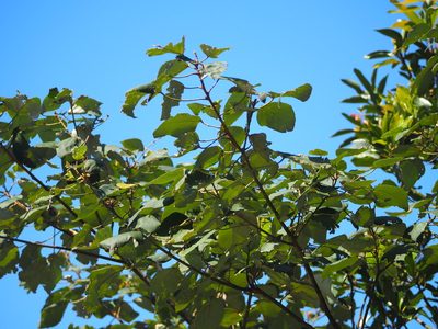 Mallotus paniculatus, photographed by 葉子