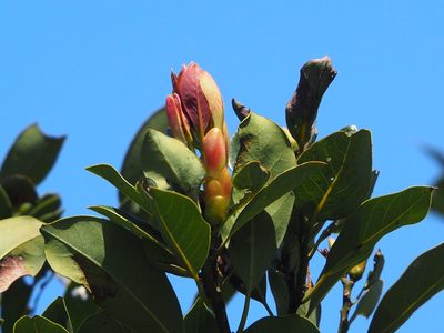 Machilus thunbergii, photographed by 葉子