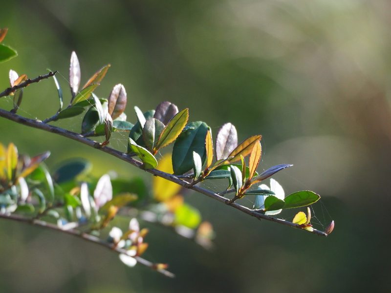Eurya emarginata, photographed by 葉子