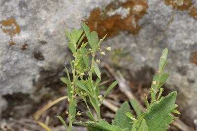 Phyllanthus polygonoides, photographed by Michelle W. （鍾偉瑋）