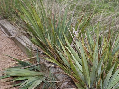 Yucca pallida, photographed by Michelle W. （鍾偉瑋）