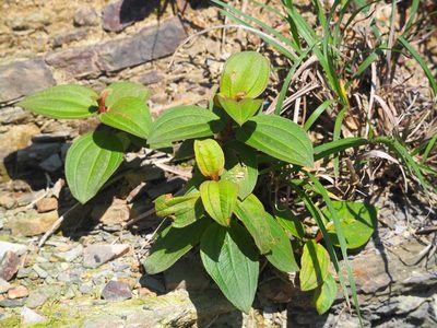 Melastoma malabathricum, photographed by 葉子