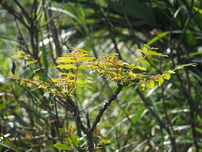 Zanthoxylum ailanthoides, photographed by 葉子