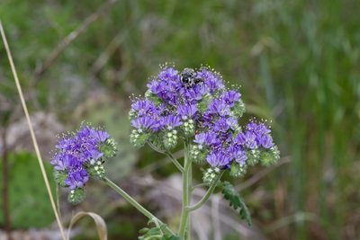 Phacelia congesta, photographed by Michelle W. （鍾偉瑋）