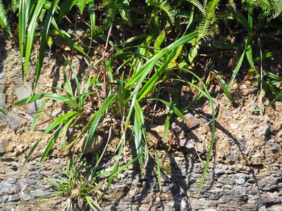 Dianella ensifolia, photographed by 葉子