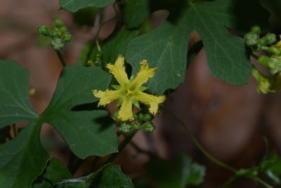 Ibervillea lindheimeri, photographed by Michelle W. （鍾偉瑋）