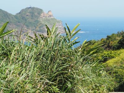 Miscanthus sinensis, photographed by 葉子