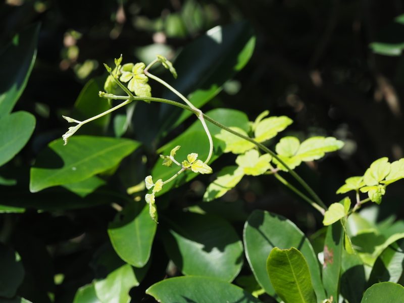 Clematis grata, photographed by 葉子