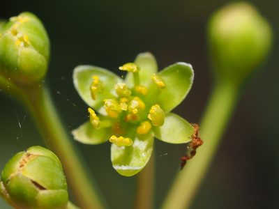 Machilus thunbergii, photographed by 葉子