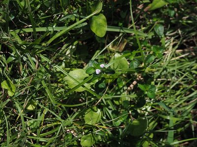 Justicia procumbens, photographed by 葉子